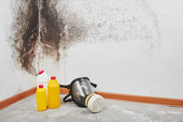 Home Mold Removal in Latta, OK