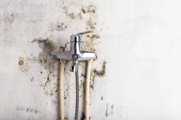 Best Black Mold Removal  in Latta, OK