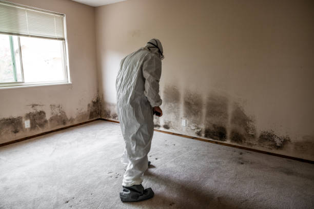 Best Local Mold Removal Service  in Latta, OK