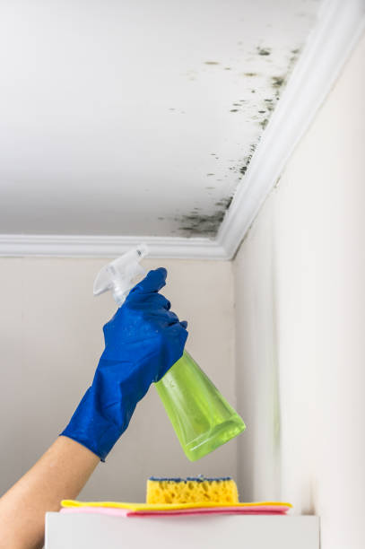 Best Mold Cleaning Services  in Latta, OK